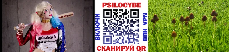 Псилоцибиновые грибы Psilocybe Электрогорск